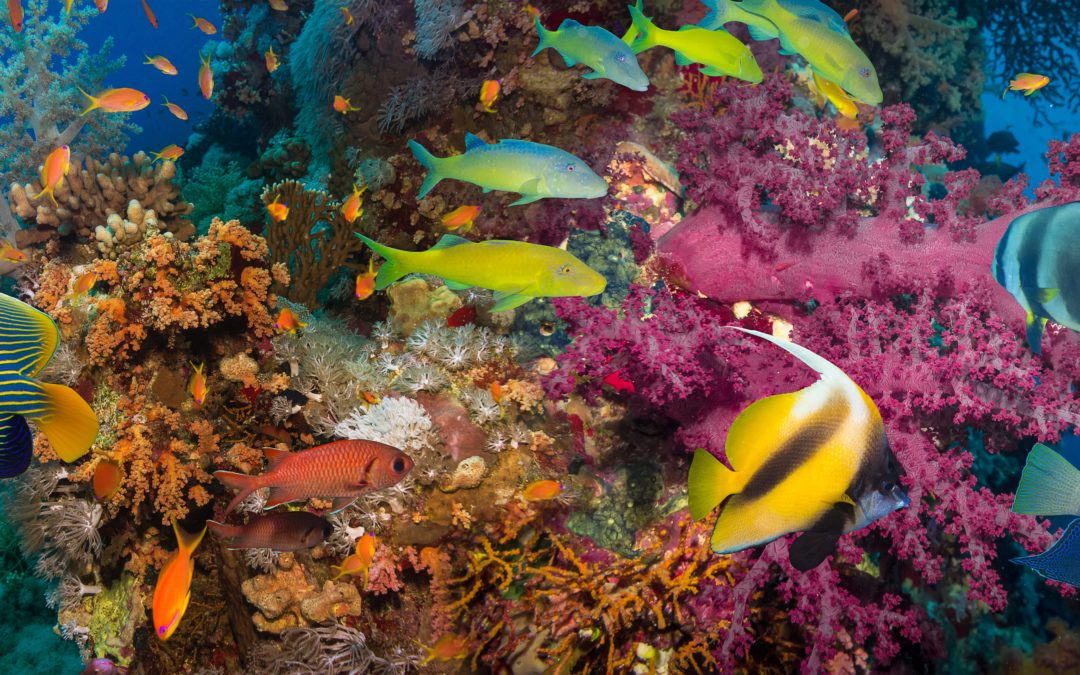 Les poissons perçoivent les pensées humaines