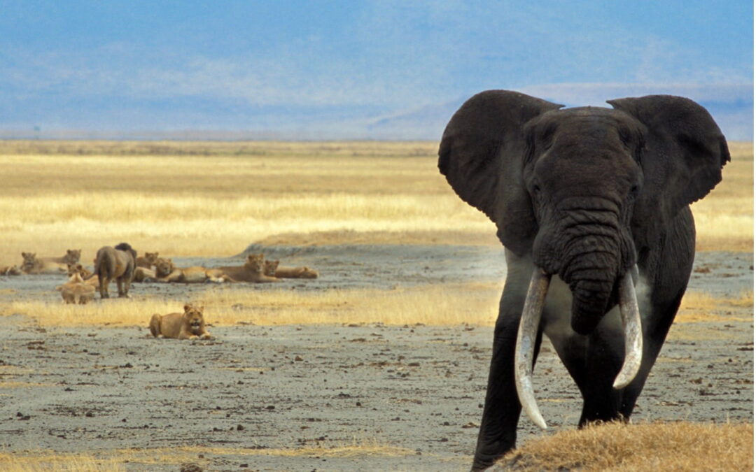Voyage initiatique en Tanzanie  avec Luc Bodin et Claire Guyot  du 21 au 29 Novembre 2026