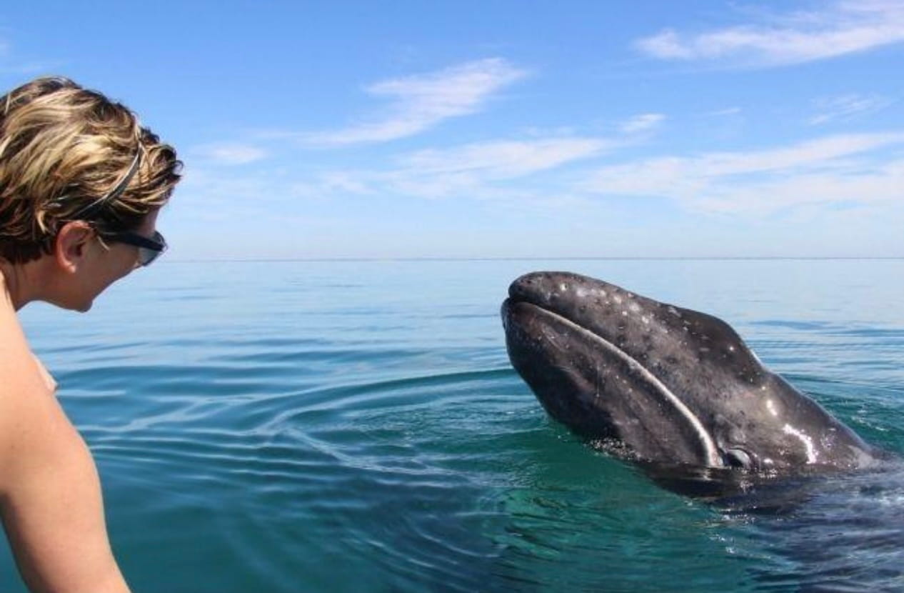 BALEINES GRISES(1)