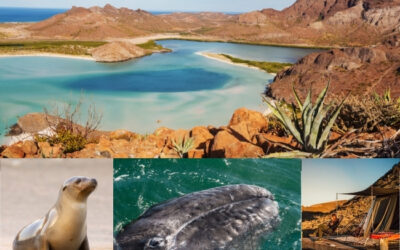 Profitez de tarifs d&rsquo;avions avantageux pour un voyage avec les baleines grises en Basse Californie (Mexique) en mars 2027