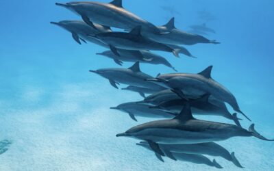 Gagnez un voyage avec les dauphins en Égypte et de nombreux autres lots…